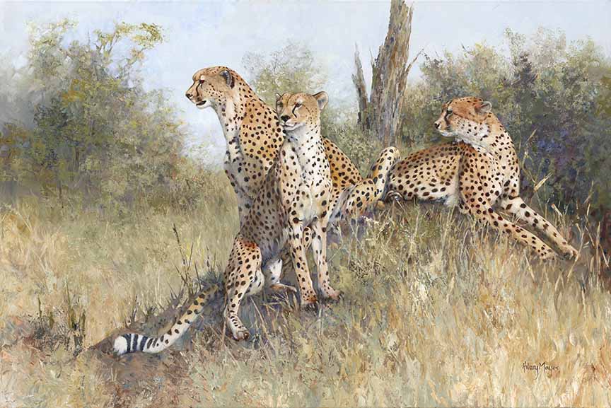 HM – The Hunt – Cheetahs © Hilary Mayes