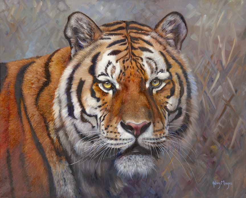 HM – Tiger Tiger © Hilary Mayes