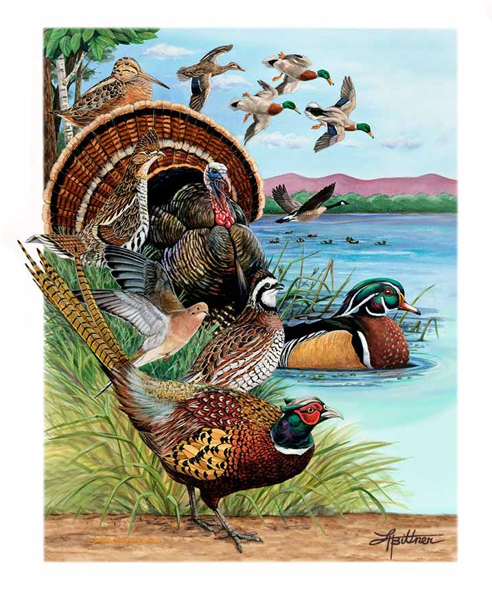 LHB – Gamebirds of the Midwest © Linda Howard Bittner