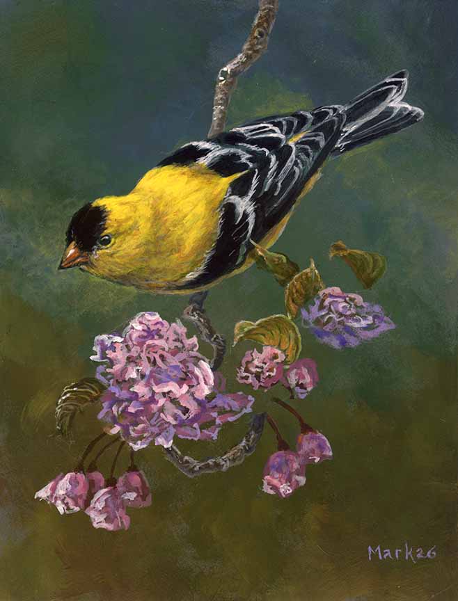 LMF – Goldfinch © Laura Mark-Finberg