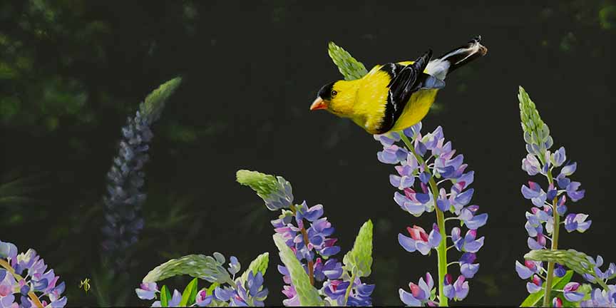 MK – Royal Colors © Mark Kelso