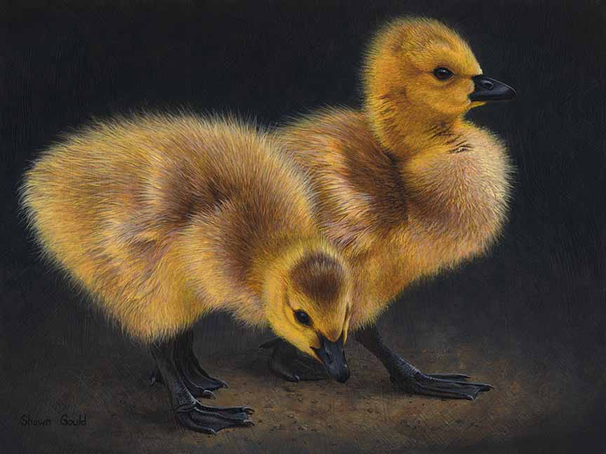 SG – Goslings © Shawn Gould