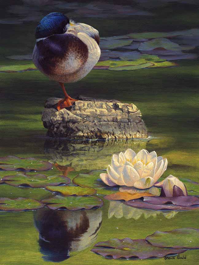 SG – The Resting Rock © Shawn Gould