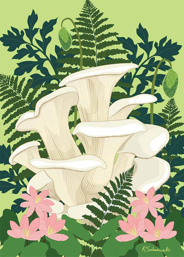 KS2 – Flowers – Mushrooms © Kris Schwenck