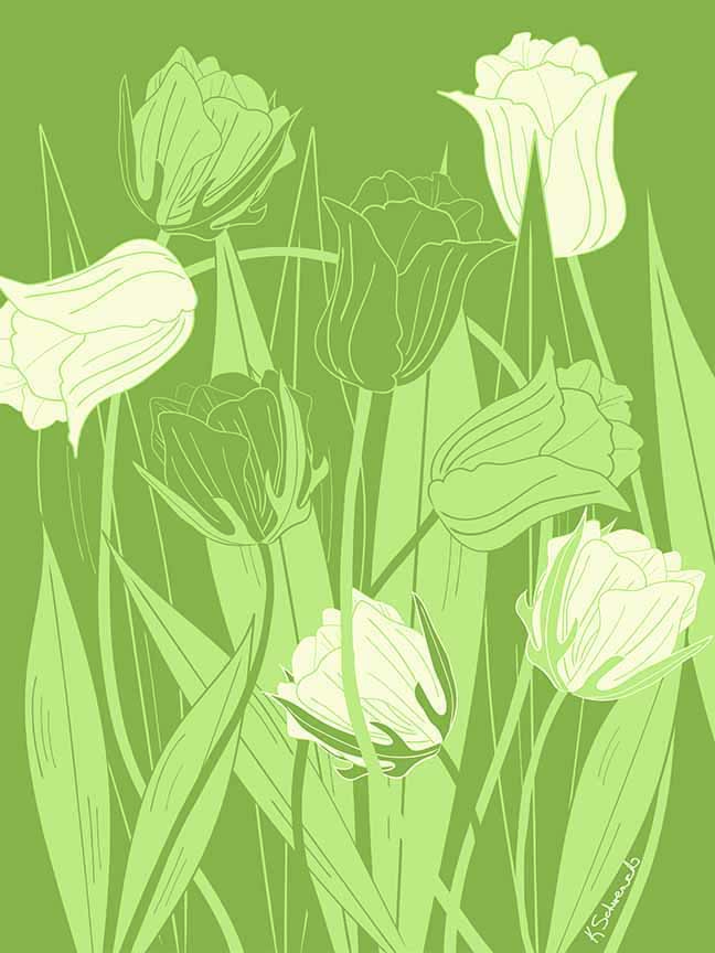 KS2 – Flowers – Tulips © Kris Schwenck