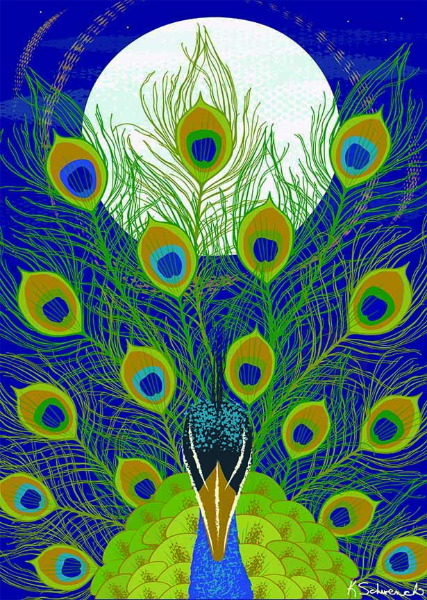 KS2 – zAnimal Illustrations – Peacock © Kris Schwenck