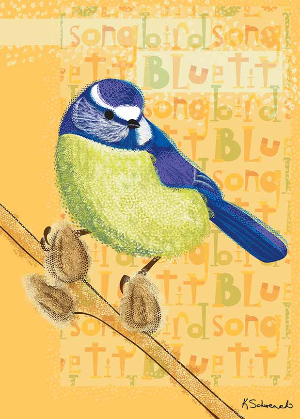 KS2 – zAnimal Illustrations – Songbirds, Blue Tit © Kris Schwenck
