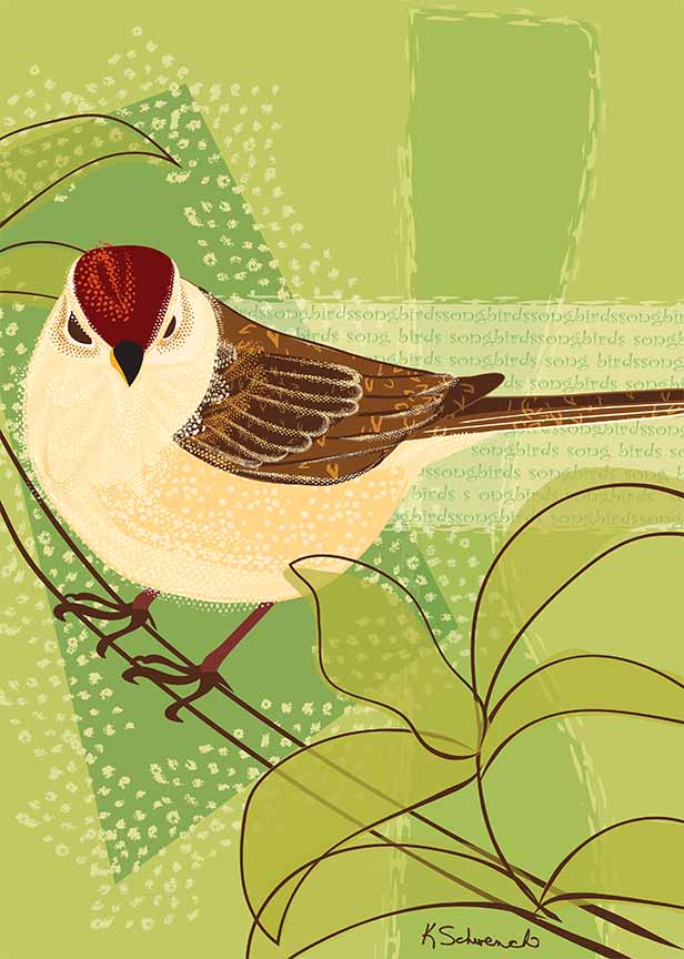 KS2 – zAnimal Illustrations – Songbirds, Sparrow © Kris Schwenck