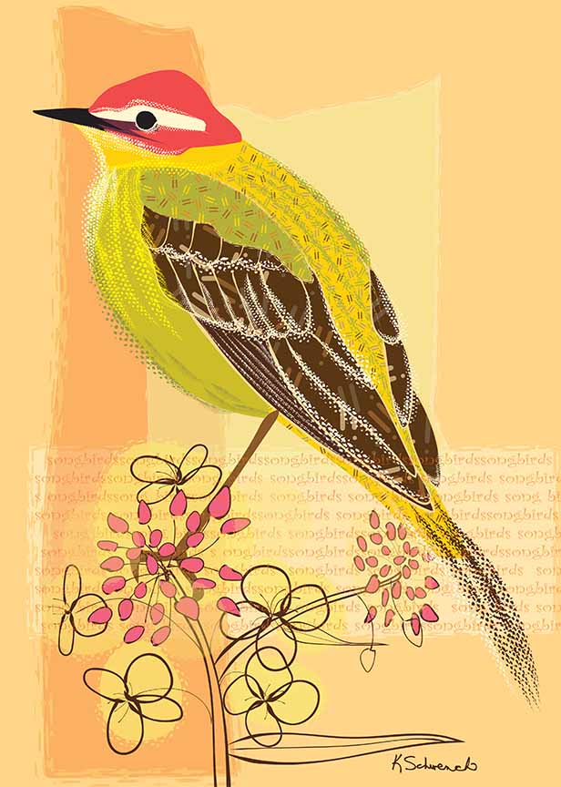 KS2 – zAnimal Illustrations – Songbirds, Yellow Wagtail 2 © Kris Schwenck