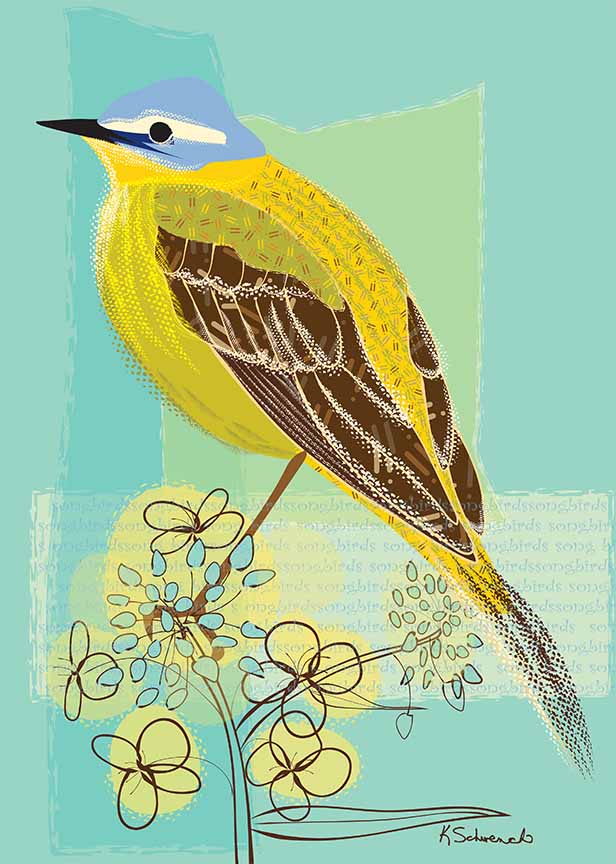 KS2 – zAnimal Illustrations – Songbirds, Yellow Wagtail © Kris Schwenck