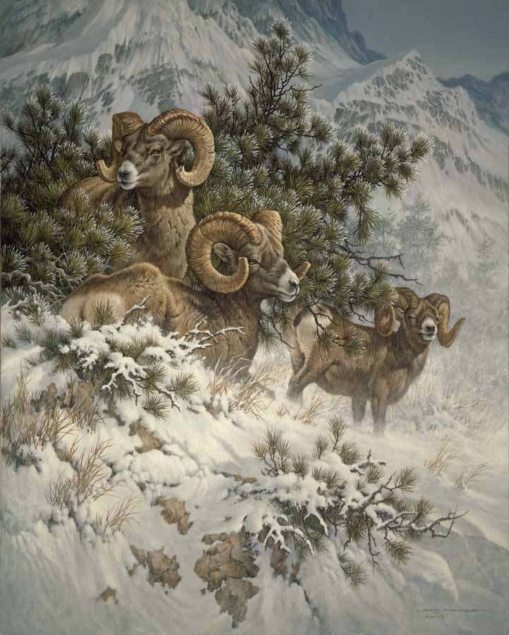 LF – Wildlife – Big Horn Sheep © Larry Fanning