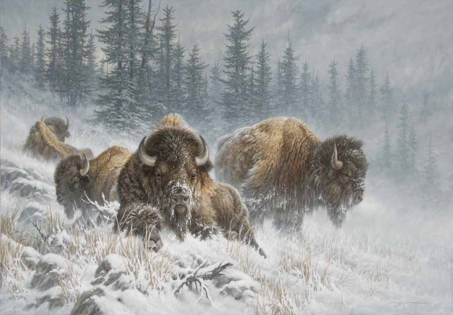 LF – Wildlife – Bison In Winter © Larry Fanning