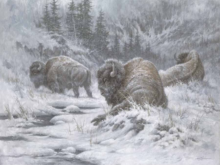 LF – Wildlife – Buffalo Winter © Larry Fanning