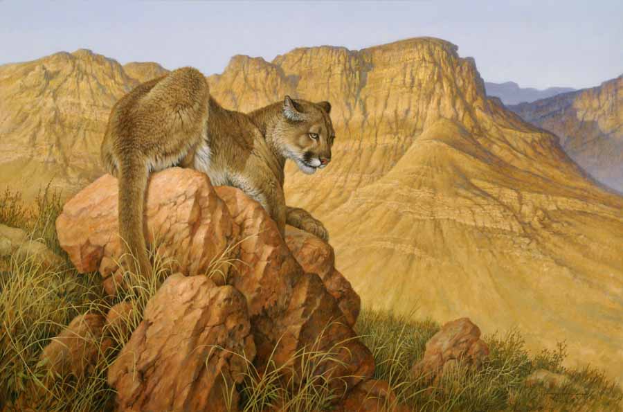 LF – Wildlife – Canyon Princess © Larry Fanning