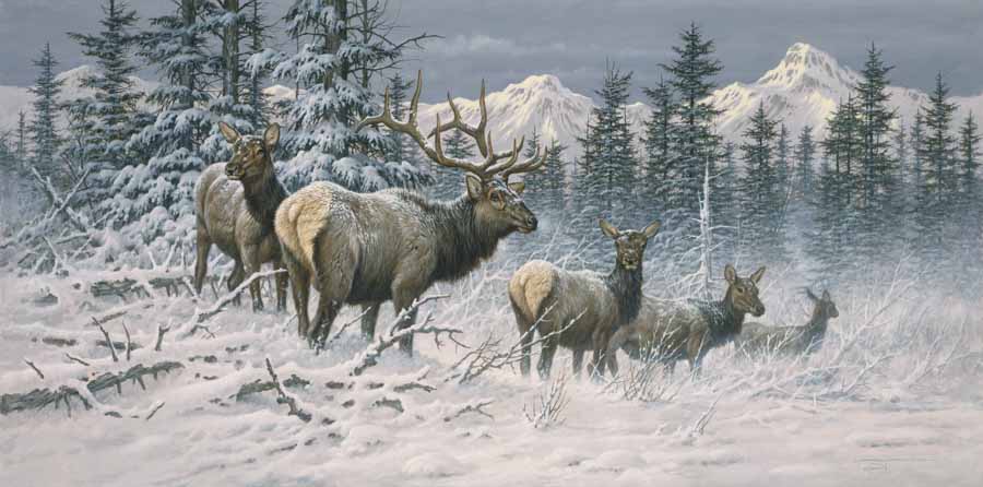 LF – Wildlife – Colorado Elk © Larry Fanning