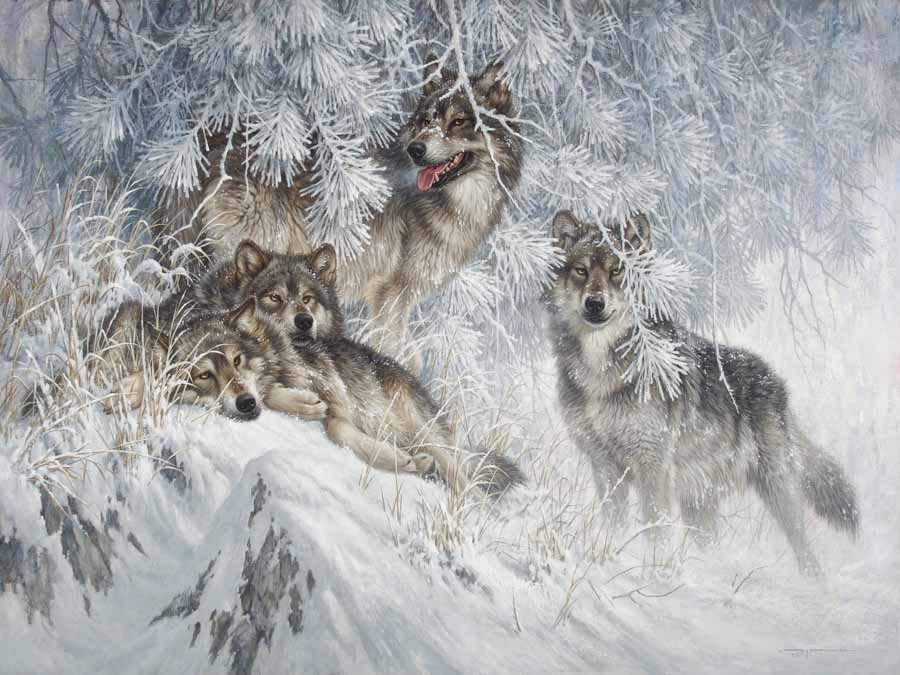 LF – Wildlife – Crystal Morning – Grey Wolves © Larry Fanning