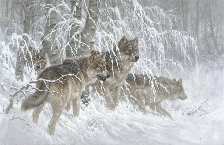 LF – Wildlife – Edge of Winter – Gray Wolves © Larry Fanning