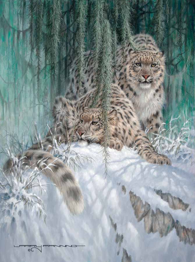 LF – Wildlife – Ghosts In The Moonlight – Snow Leopards © Larry Fanning