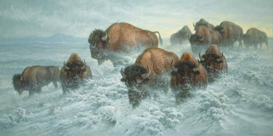 LF – Wildlife – Montana Buffaloes © Larry Fanning