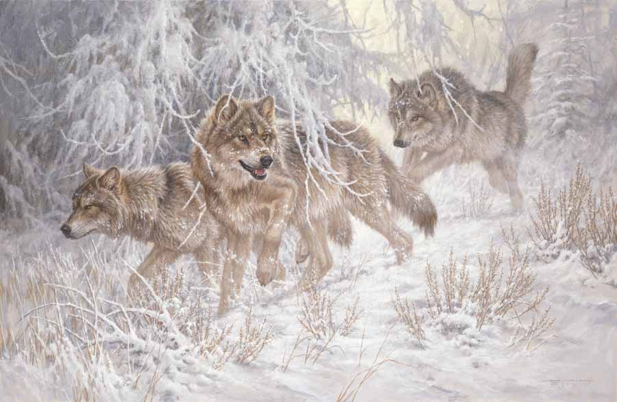 LF – Wildlife – Winter’s Breath – Gray Wolves © Larry Fanning