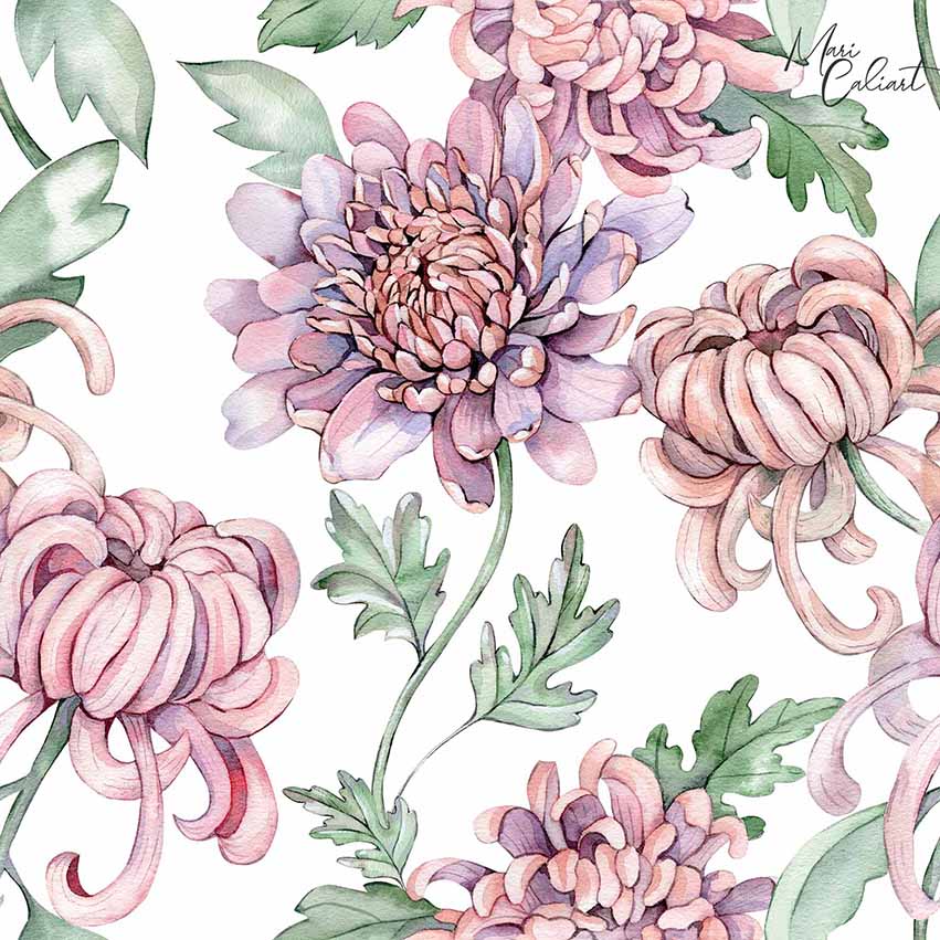 MC – Chrysanthemum Collection 0203as © Mari Caliart