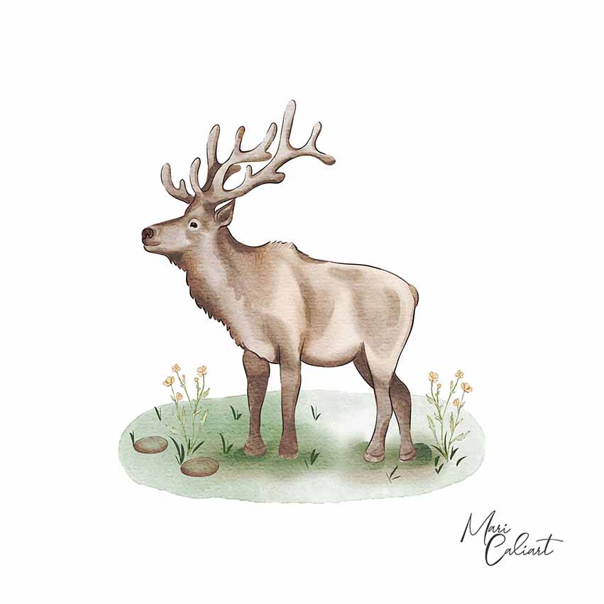 MC – Lake Lodge Collection – Elk 2518b © Mari Caliart