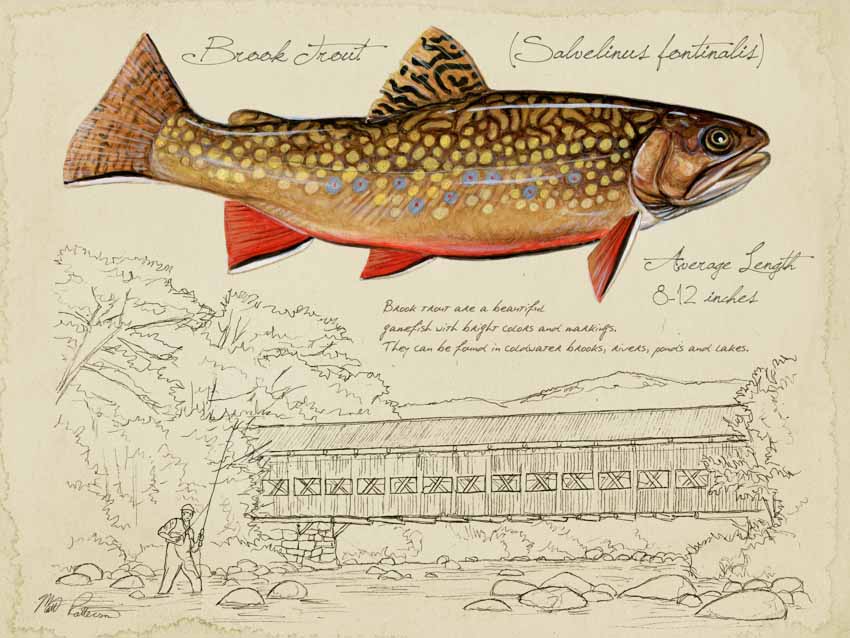 MP – Freshwater Fish – Brook Trout Sketch © Matt Patterson