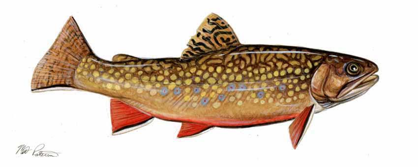 MP – Freshwater Fish – Brook Trout © Matt Patterson