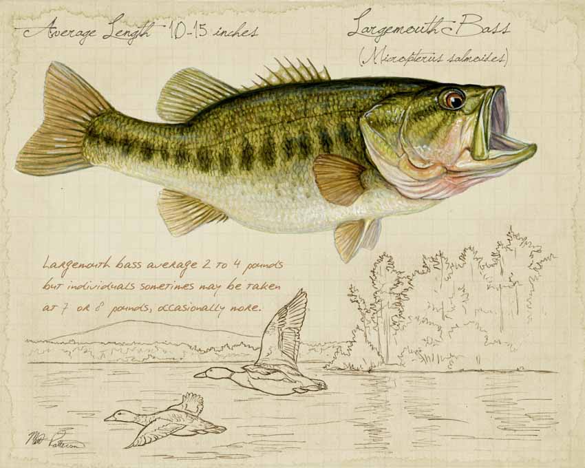 MP – Freshwater Fish – Largemouth Bass © Matt Patterson
