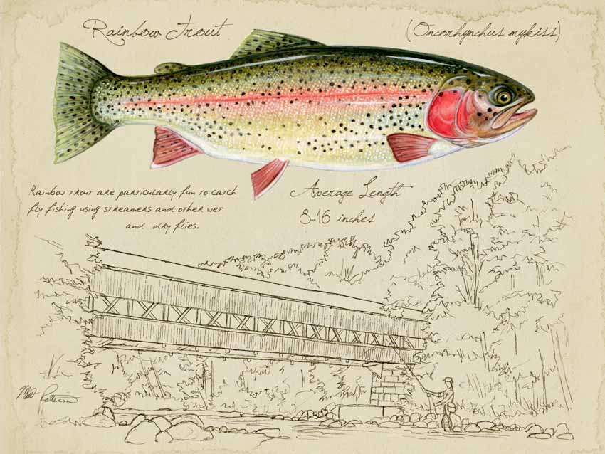 MP – Freshwater Fish – Rainbow Trout Sketch © Matt Patterson