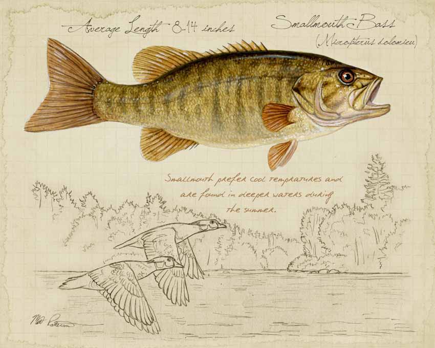 MP – Freshwater Fish – Smallmouth Bass © Matt Patterson