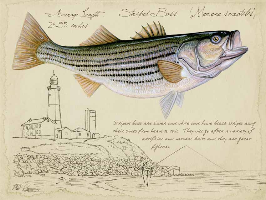 MP – Freshwater Fish – Striper Sketch © Matt Patterson