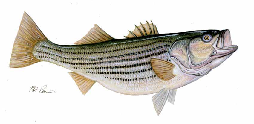 MP – Freshwater Fish – Striper © Matt Patterson
