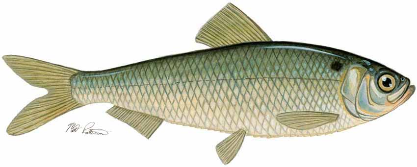 MP – Freshwater Fish of the Northwest – Alewife © Matt Patterson