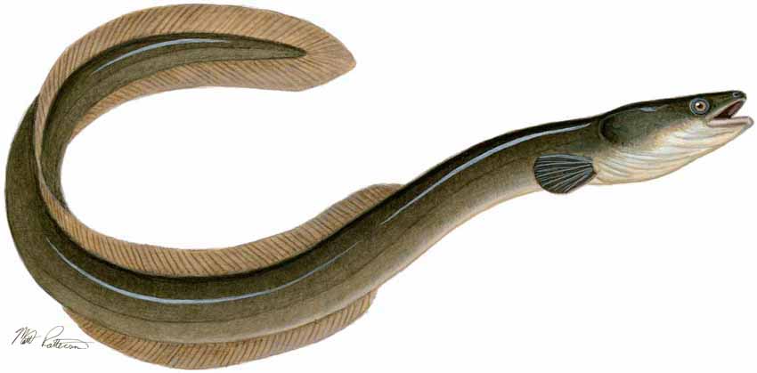 MP – Freshwater Fish of the Northwest – American Eel © Matt Patterson