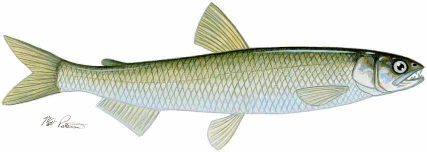 MP – Freshwater Fish of the Northwest – American Smelt © Matt Patterson