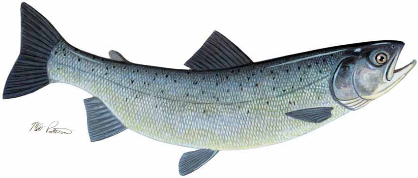 MP – Freshwater Fish of the Northwest – Atlantic Salmon © Matt Patterson