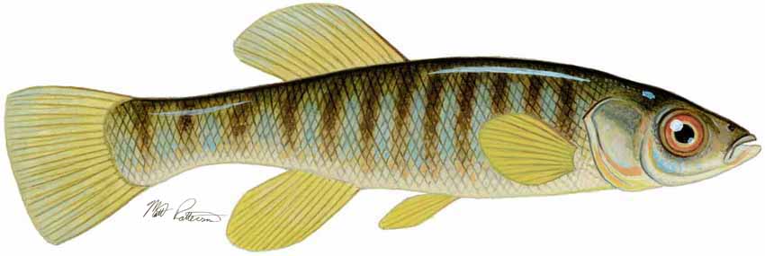 MP – Freshwater Fish of the Northwest – Banded Killifish © Matt Patterson