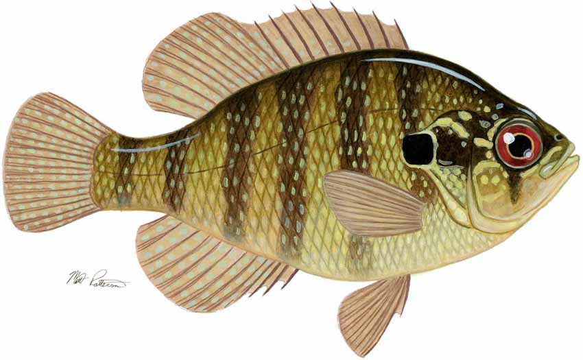 MP – Freshwater Fish of the Northwest – Banded Sunfish © Matt Patterson