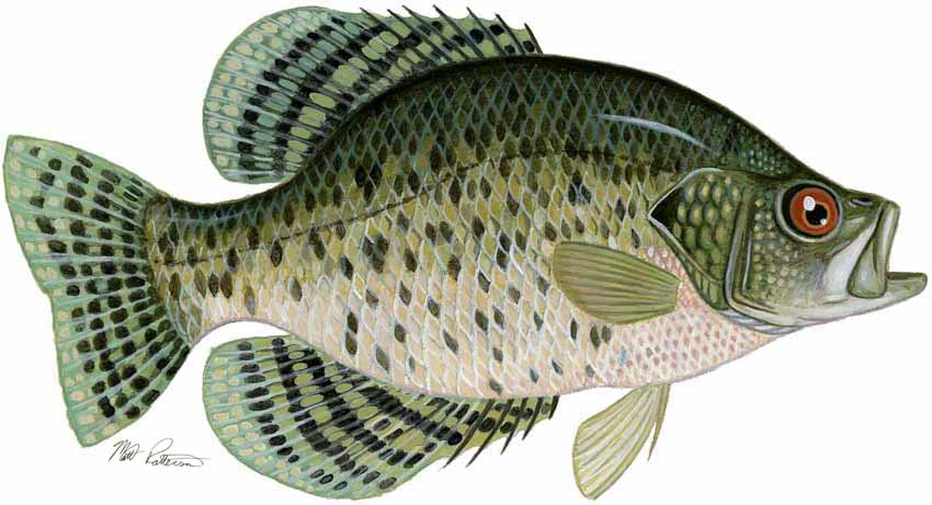 MP – Freshwater Fish of the Northwest – Black Crappie © Matt Patterson