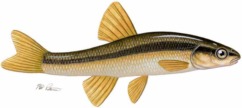 MP – Freshwater Fish of the Northwest – Blacknose Dace © Matt Patterson
