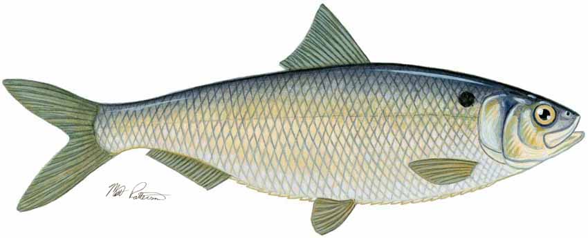 MP – Freshwater Fish of the Northwest – Blueback Herring © Matt Patterson