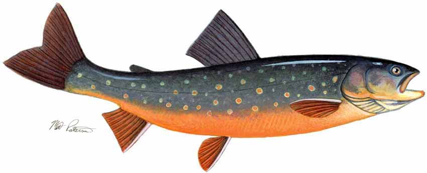 MP – Freshwater Fish of the Northwest – Blueback Trout © Matt Patterson