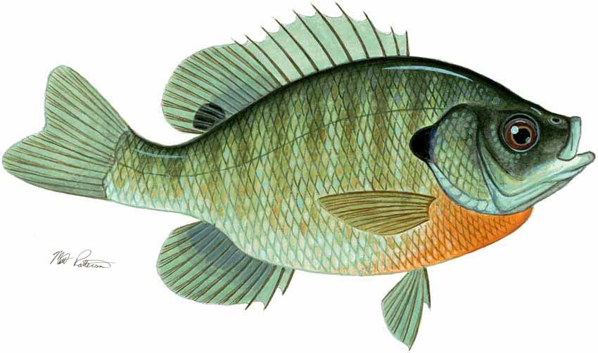 MP – Freshwater Fish of the Northwest – Bluegill Sunfish © Matt Patterson