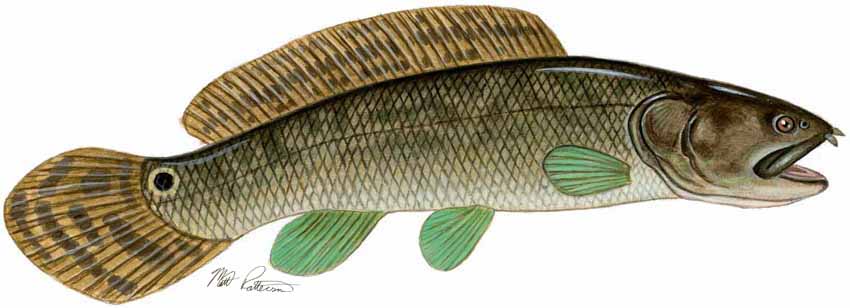 MP – Freshwater Fish of the Northwest – Bowfin © Matt Patterson