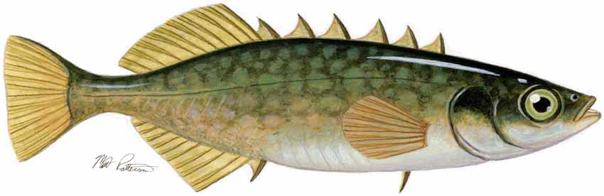MP – Freshwater Fish of the Northwest – Brook Stickleback © Matt Patterson