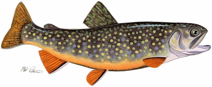 MP – Freshwater Fish of the Northwest – Brook Trout © Matt Patterson