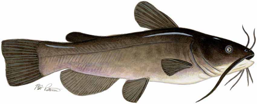 MP – Freshwater Fish of the Northwest – Brown Bullhead © Matt Patterson