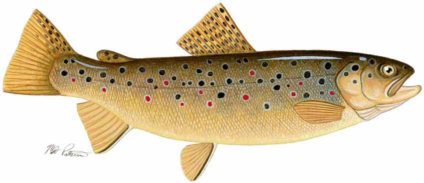 MP – Freshwater Fish of the Northwest – Brown Trout © Matt Patterson