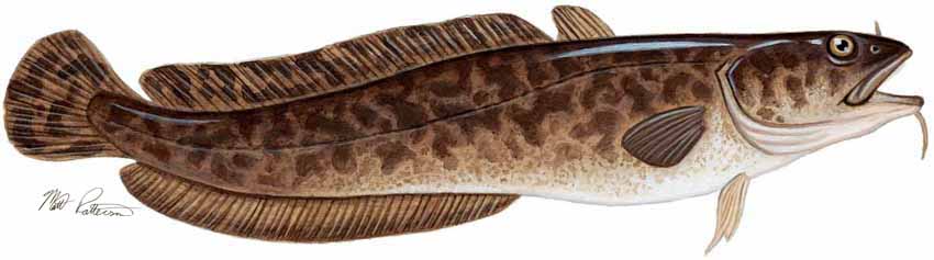 MP – Freshwater Fish of the Northwest – Burbot © Matt Patterson